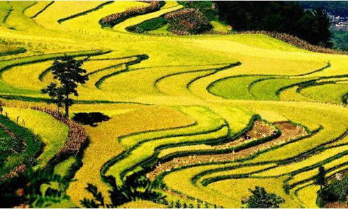 科學(xué)施肥
